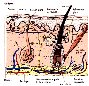 Blackheads Chest